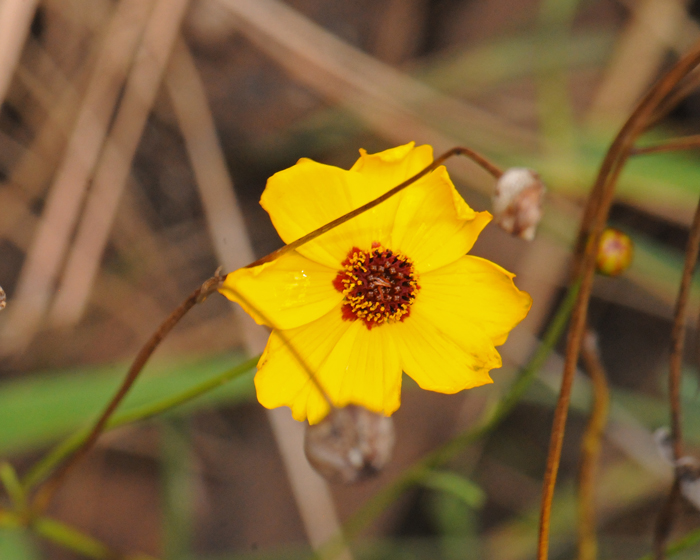 Golden Tickseed, also called Calliopsis and Golden Coreopsis has bright yellow and brown flowers. Flowers appear from June to September in elevations from 2,000 to 7,000 feet (610-2,134 m). Coreopsis tinctoria